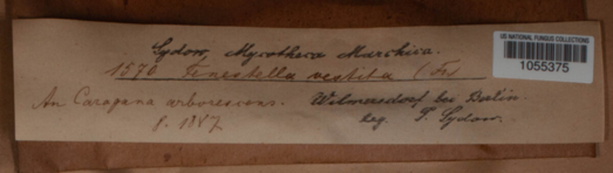Thyridium vestitum image